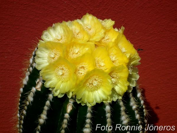 Parodia magnifica